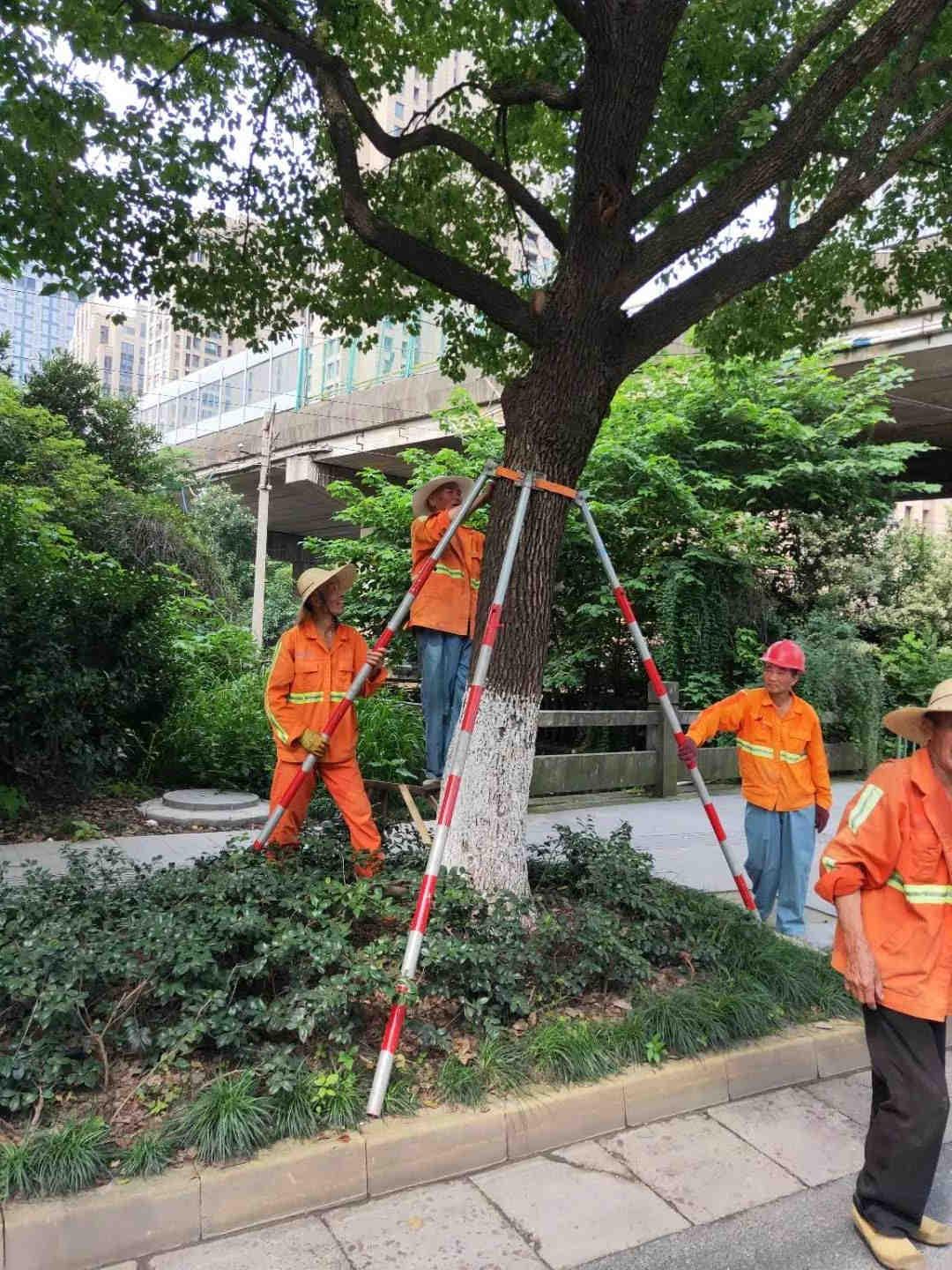 园林绿化公司工人扶正树木